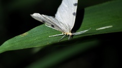 Achrosis paupera