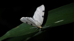 Achrosis paupera