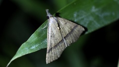 Hypena strigata