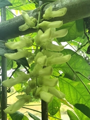 Mucuna pruriens