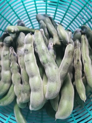 Mucuna pruriens