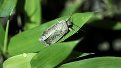 Spodoptera depravata