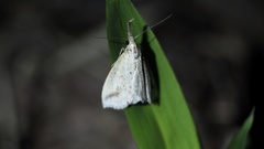 Hypenomorpha calamina