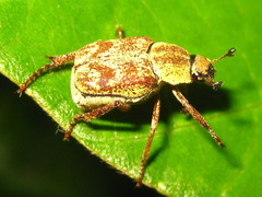 Ectinohoplia rufipes