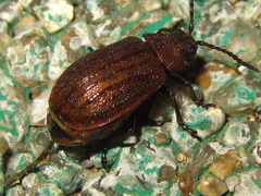 Galeruca vicina