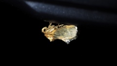 Microleon longipalpis