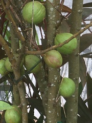 Phaleria macrocarpa