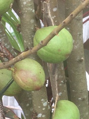 Phaleria macrocarpa