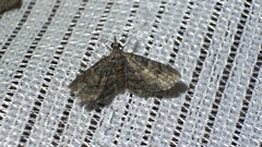 Gymnoscelis esakii