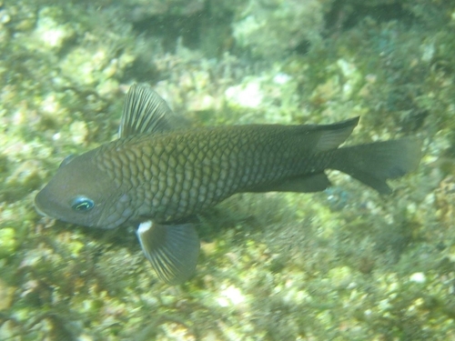 Acapulco damselfish (Stegastes acapulcoensis) — Pomacentridae — 5