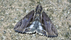 Ercheia umbrosa