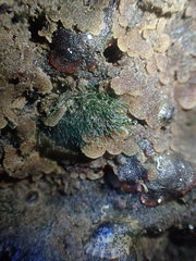 Cladophora herpestica