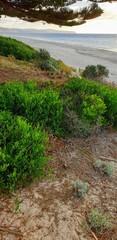 Acacia longifolia sophorae