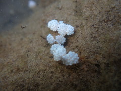 Eudistoma elongatum