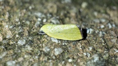 Earias pudicana