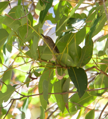 Acanthiza inornata