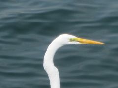 Ardea alba modesta