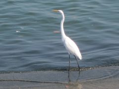 Ardea alba modesta