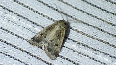 Spodoptera depravata