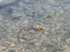 Pelophylax ridibundus