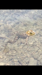 Pelophylax ridibundus