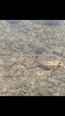 Pelophylax ridibundus