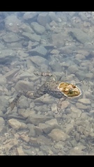 Pelophylax ridibundus