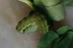 Lepidoptera