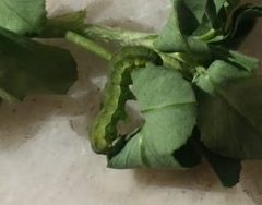 Lepidoptera