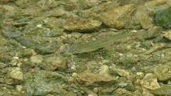 Pseudaspius hakonensis