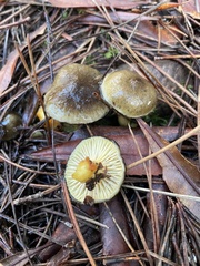 Hygrophorus boyeri