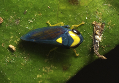 Microtartessus kurandae