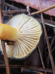 Hygrophorus boyeri