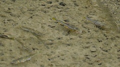 Nipponocypris temminckii