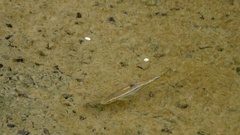 Nipponocypris temminckii