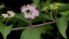 Callicarpa dichotoma