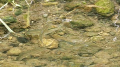 Pseudaspius hakonensis