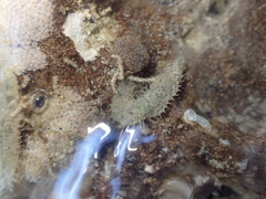 Flabelligera bicolor