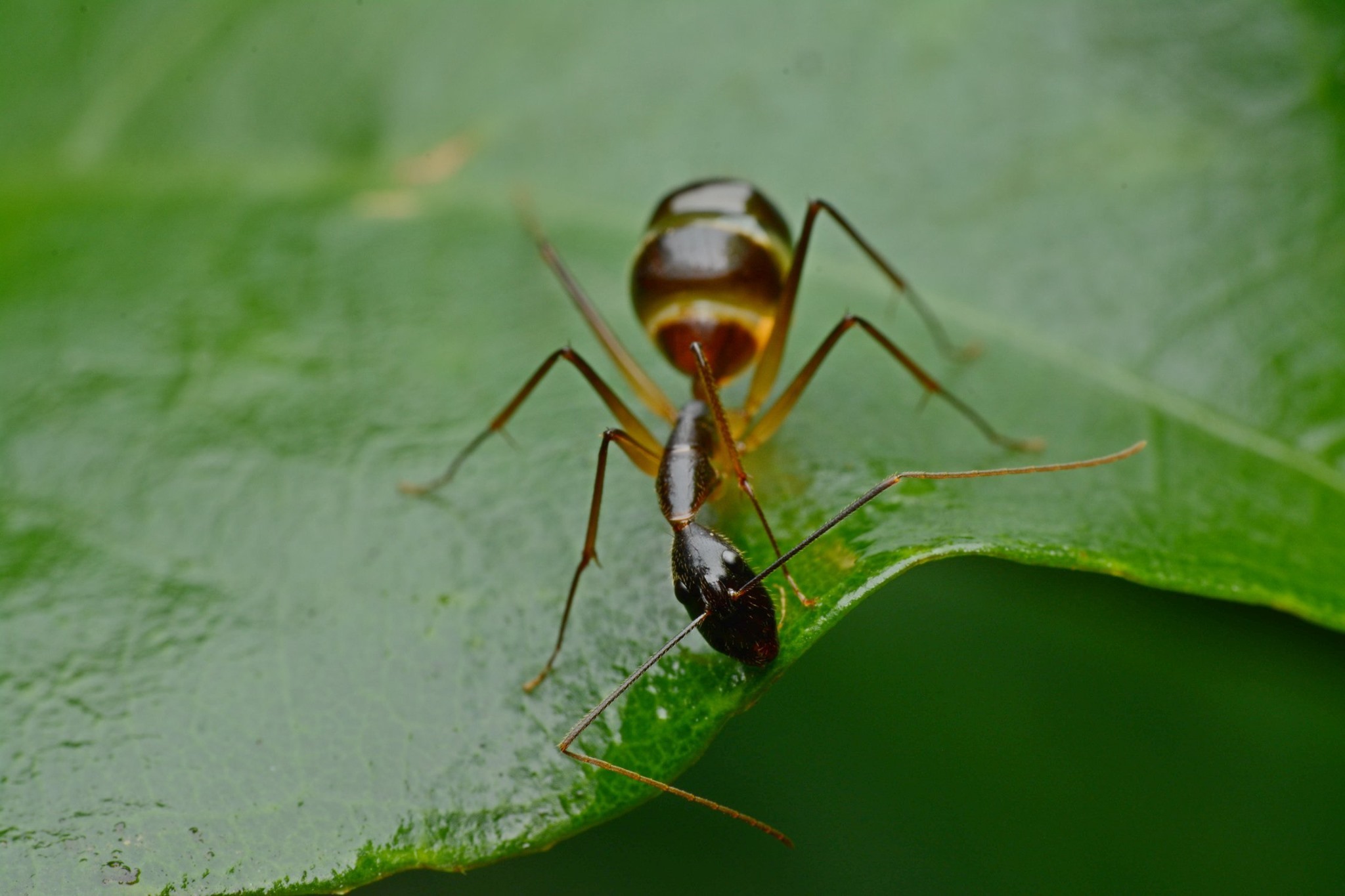 Camponotus dufouri