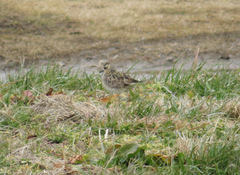 Pluvialis fulva