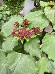 Clerodendrum bungei