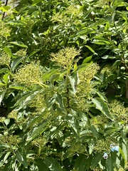 Cornus macrophylla