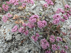 Chorizanthe