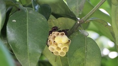 Polistes nipponensis