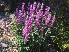Lupinus cervinus