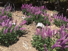 Lupinus cervinus