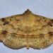 Anticarsia irrorata - Photo (c) geeta samant, some rights reserved (CC BY-NC), uploaded by geeta samant