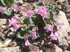 Cycladenia humilis var. venusta