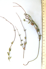 Namibian Sage (Salvia namaensis)