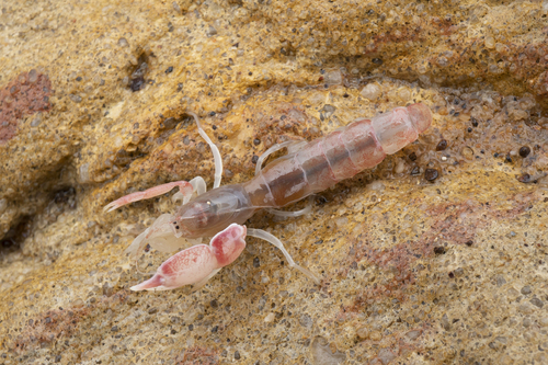 Invert-E-Base Portal - Biffarius ceramicus